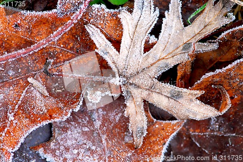 Image of Frosty leaves