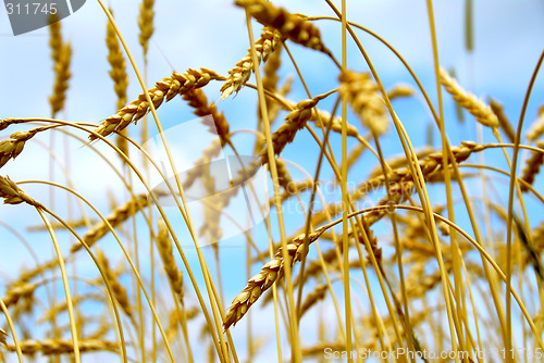 Image of Grain field