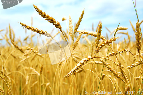 Image of Grain field