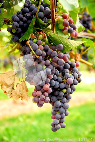 Image of Red grapes