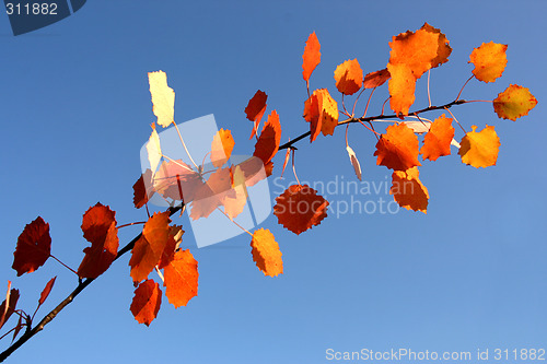 Image of Sunny autumn concept