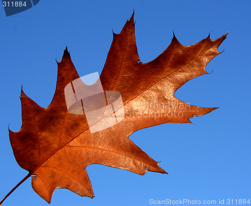 Image of Red oak leaf