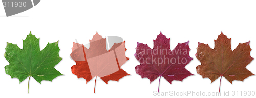 Image of autumn leaf