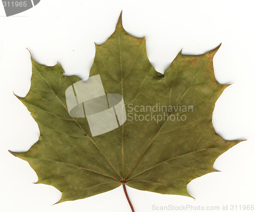 Image of autumnal leaf