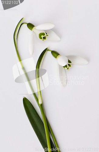 Image of Snowdrop