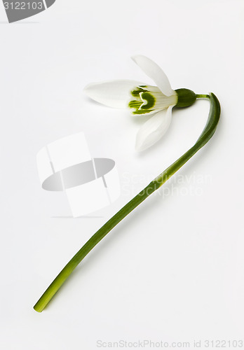 Image of Snowdrop