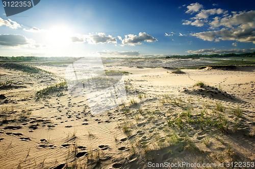 Image of Grass in desert