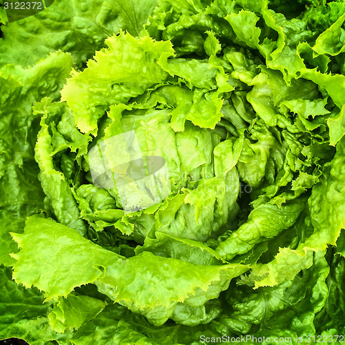 Image of Green iceberg lettuce