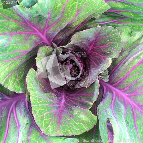 Image of Green and purple cabbage