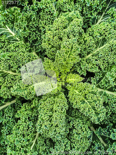 Image of Green kale leaves