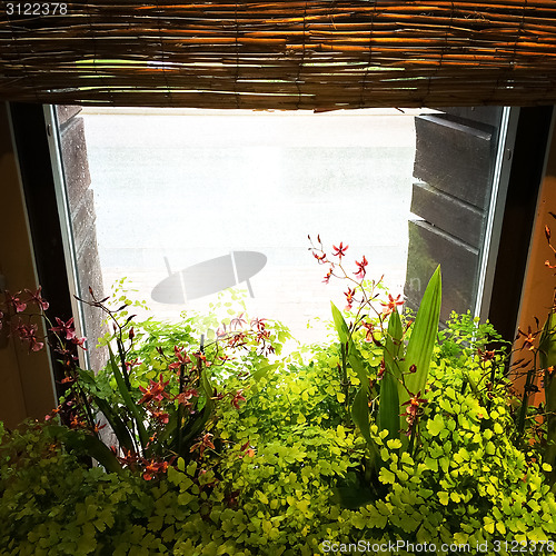 Image of Light coming through the window with green plants