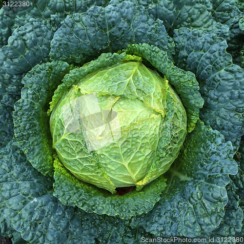 Image of Green Savoy cabbage