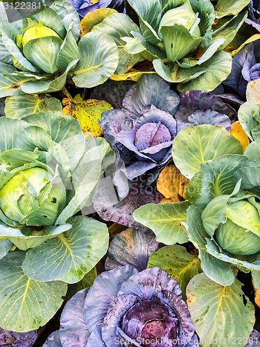 Image of Green and purple cabbage in vegetable garden