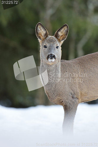 Image of Roe deer on snow