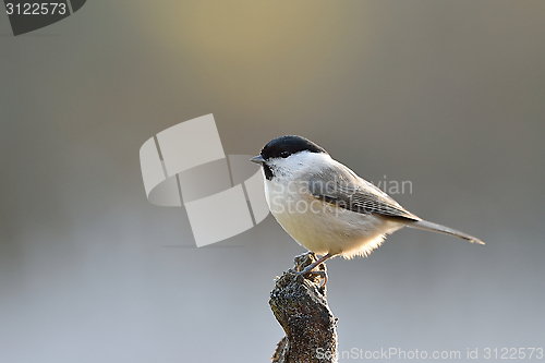 Image of Marsh tit in winter