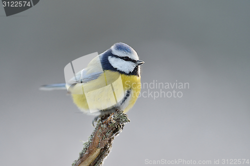 Image of Blue tit in winter