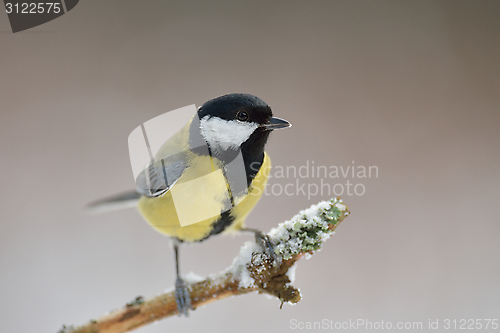 Image of Great tit in winter