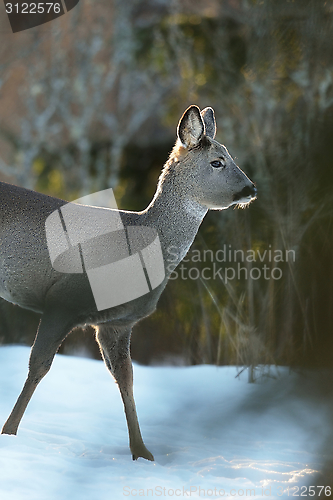 Image of Roe deer walking on snow