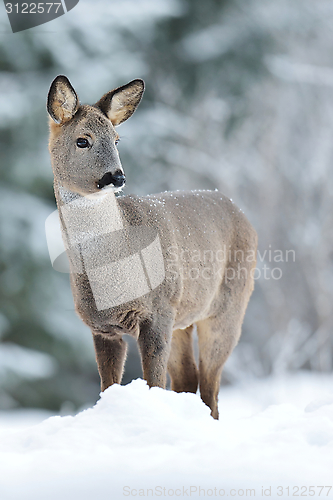 Image of Roe deer in winter