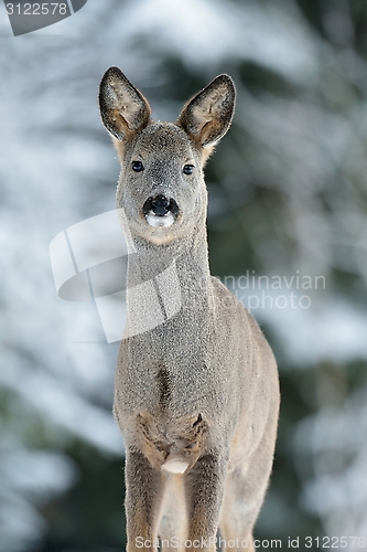 Image of Roe deer in winter