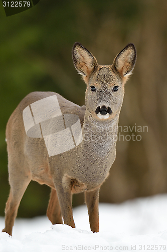 Image of Roe deer on snow