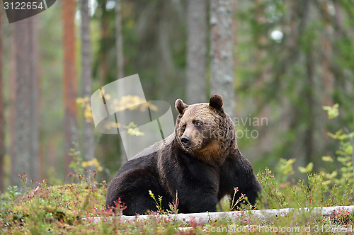 Image of Brown bear sitting in the forest