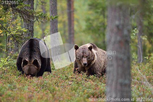Image of Two bears eating berries in the forest