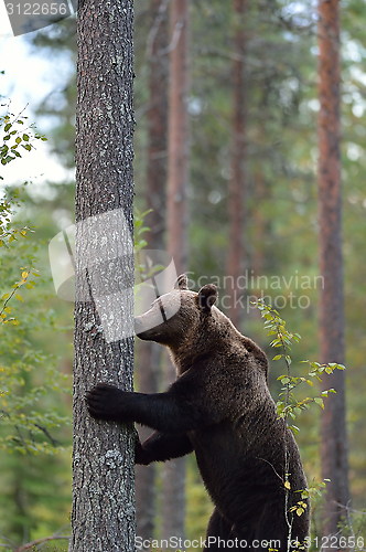 Image of Brown bear standing in the forest