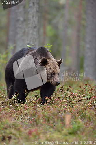 Image of Brown bear walking in the forest