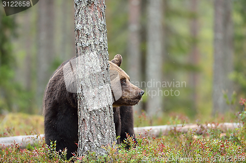 Image of Brown bear in the forest