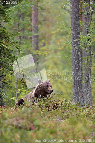 Image of Bear resting in the forest