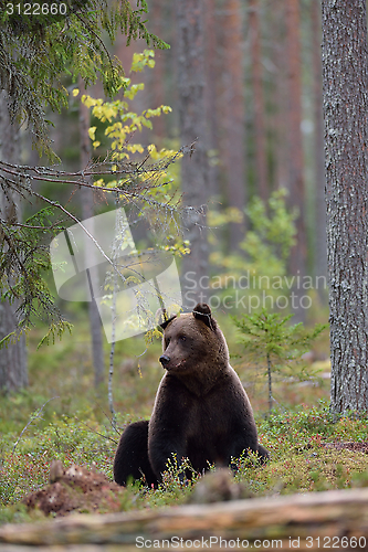 Image of Bear sitting in the forest