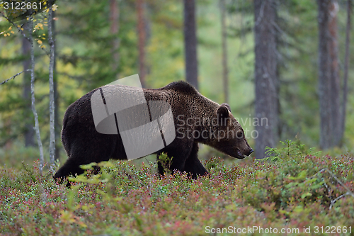 Image of Big bear walking in forest