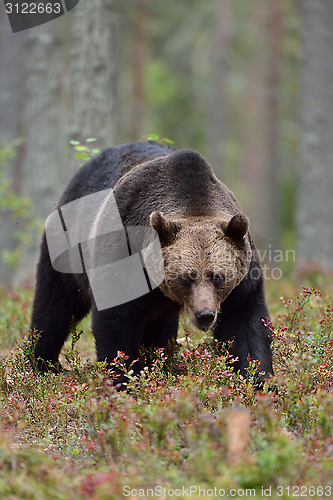 Image of Male brown bear in forest