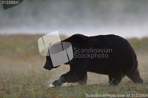 Image of Big male bear walking in the foggy bog