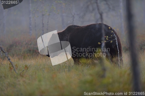 Image of Big male bear in the bog