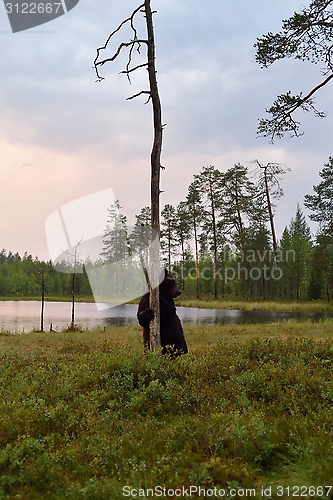 Image of Bear standing in the bog