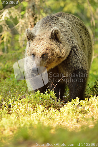 Image of Bear in the sunny forest