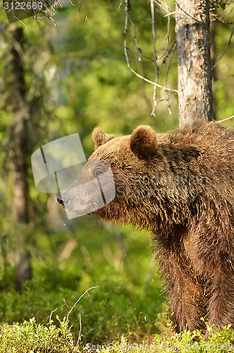 Image of Wet brown bear in the forest with mosquitoes