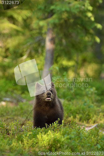 Image of Bear cub in forest