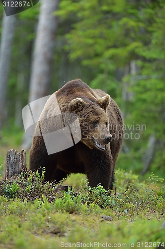 Image of Big male bear in forest