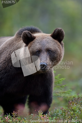 Image of European brown bear in forest