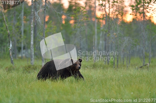 Image of European brown bear walking in the bog at sunset