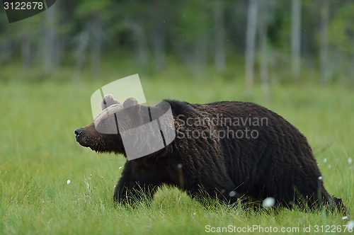 Image of Wild brown bear walking in the bog