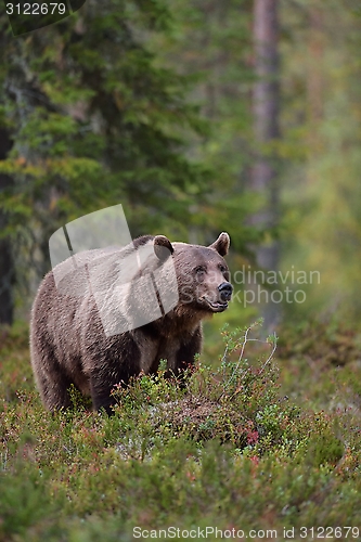 Image of Brown bear with white-collar in the forest