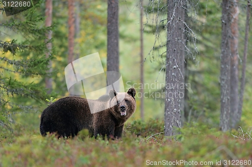 Image of European brown bear