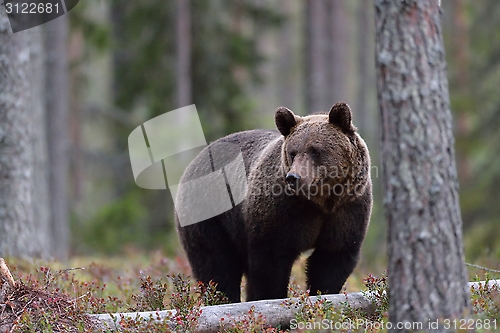 Image of European brown bear in forest