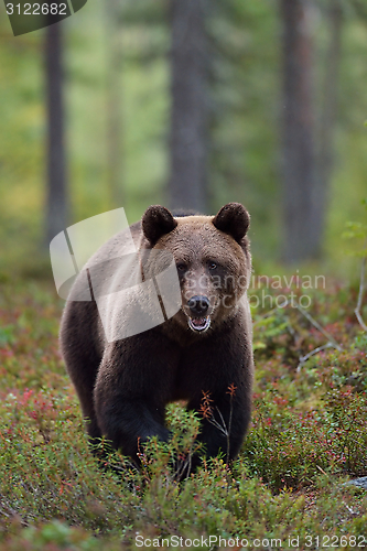 Image of Bear