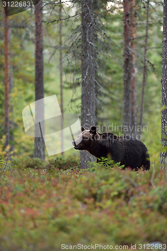 Image of brown bear in the woods