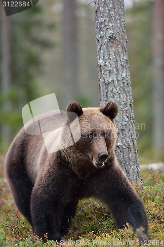 Image of Bear in woods